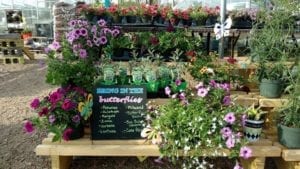 Flowers that attract butterflies