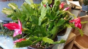 Christmas cactus