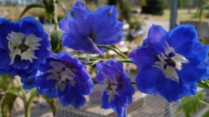 close-up-of-blue-flowers