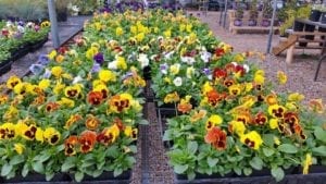 Colorful variety of flowers