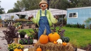 Fall display with pumpkins and a scarecrow