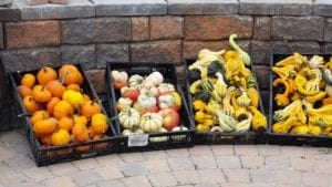 Gourds in crates