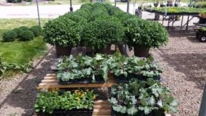 Greenery for sale