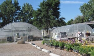 Flowers in front of nursery