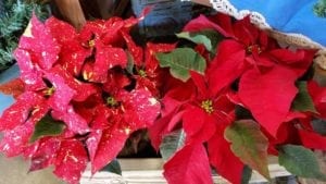 poinsettia