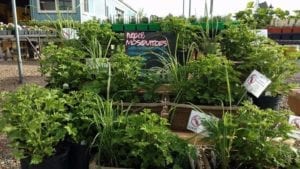 Plants that repel mosquitos