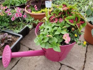 Pink watering can planter