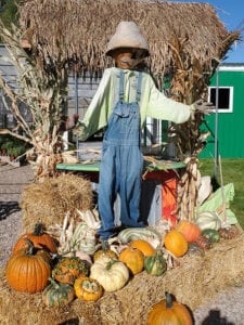 Scarecrow with gourds