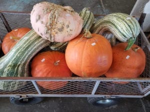 Gourds in wagon