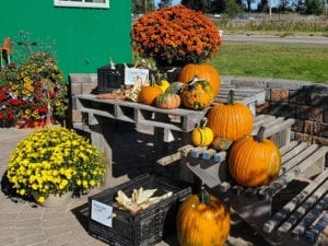 Pumpkins on steps