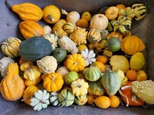 Wheelbarrow of gourds