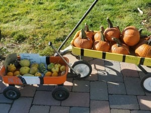 Gourds in wagon