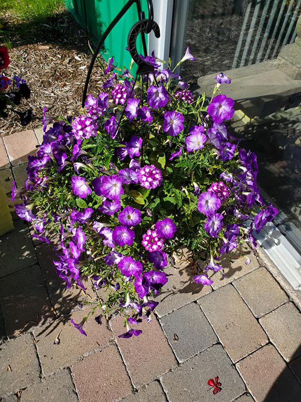 flower-pot