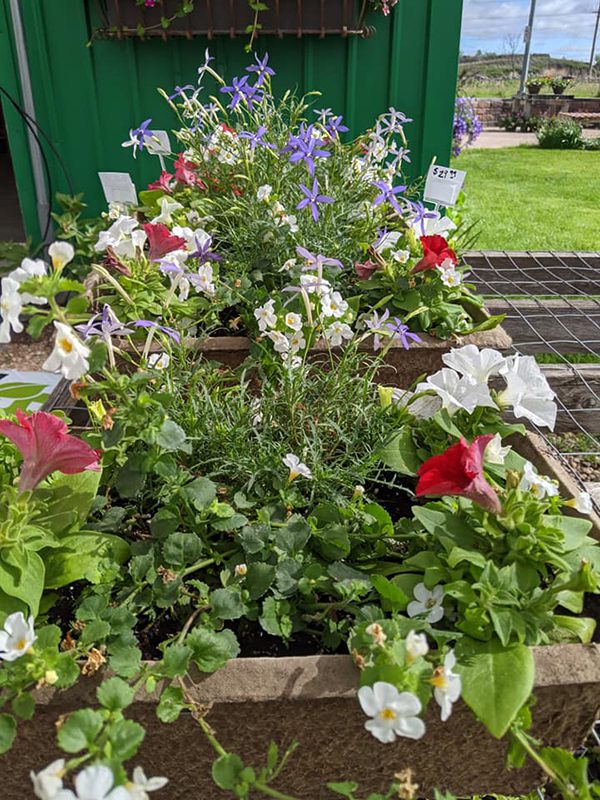flowers4