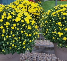 Yellow-flowers-1