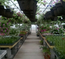 Greenhouse