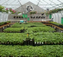 Greenhouse