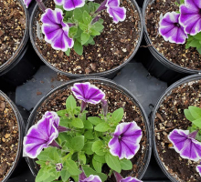 flowers5