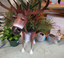 moose